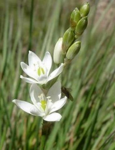 Ornithogalum juncifolium